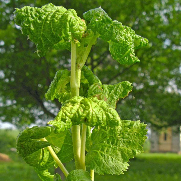 Mšice rybízová na černém rybízu Mšice rybízová na černém rybízu