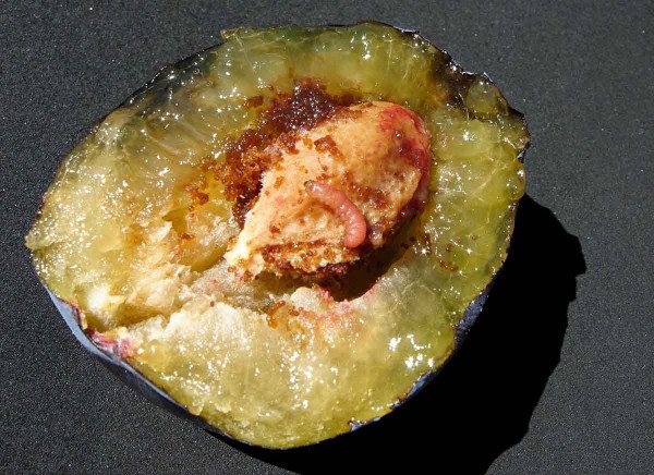 Obaleč švestkový - housenka Obaleč švestkový - housenka