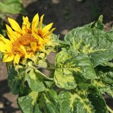 Pl&iacute;seň slunečnice v&nbsp;Česk&eacute; republice