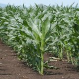 INNVIGO Agrar CZ s.r.o. představuje hnojiva Opti INNVIGO Agrar CZ s.r.o. představuje hnojiva Opti