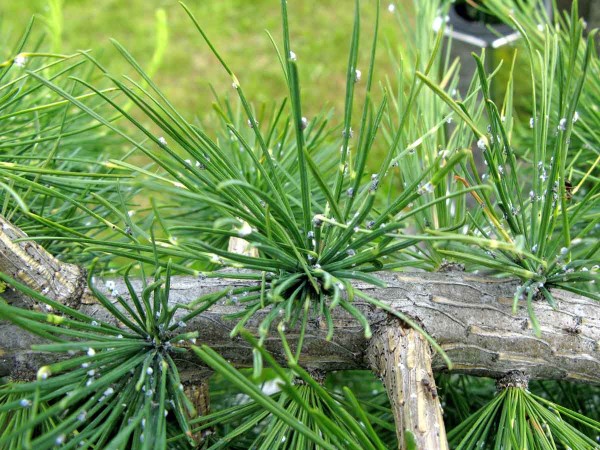 Mšice korovnice na modřínu Mšice korovnice na modřínu