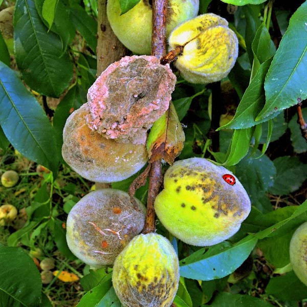 Strupovitost peckovin a&nbsp;moniliov&aacute; hniloba - broskev