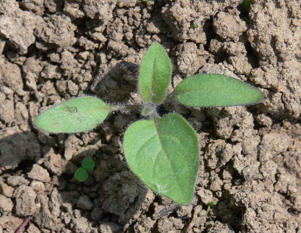 Ľuľok čierny - mlad&aacute; rastlina
