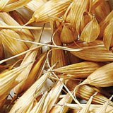 Nov&aacute; odrůda ovsa set&eacute;ho