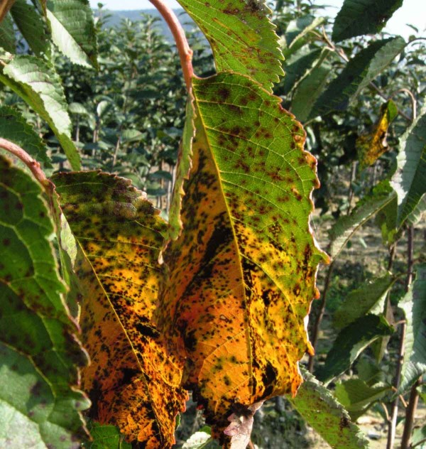 Skvrnitosti listů třešně a višně Skvrnitosti listů třešně a višně