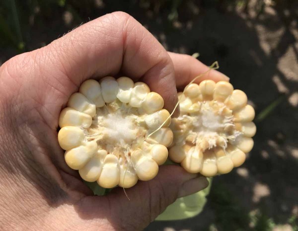 Vyvinut&eacute; zrno na poč&aacute;tku ml&eacute;čn&eacute; zralosti bylo v&nbsp;červenci možn&eacute; naj&iacute;t jen vz&aacute;cně (27. 7. 2020, Břeclavsko)