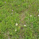 Dlouhodobé sucho ovlivní travní porosty dlouhodobě Dlouhodobé sucho ovlivní travní porosty dlouhodobě