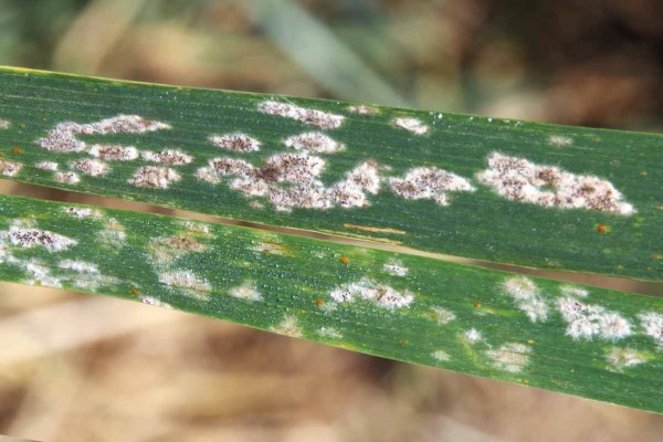 Obr. 3: Padl&iacute; p&scaron;enice