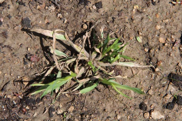 Regener&aacute;cia po aplik&aacute;cii sulfosulfuronu