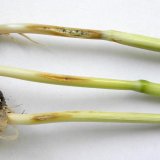 Studium původců st&eacute;blolamu v&nbsp;ČR a&nbsp;jejich rezistence vůči fungicidům