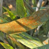 Choroby obilnin (12) - Rzivost obilnin (2.)