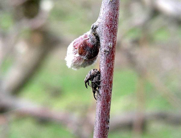 Časn&yacute;m probuzen&iacute;m ze zimn&iacute;ho sp&aacute;nku n&aacute;s může zaskočit květopas jabloňov&yacute;