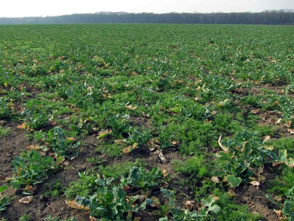 Dvouděložné plevele v řepce na jaře Dvouděložné plevele v řepce na jaře