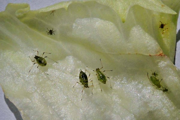 M&scaron;ice na sal&aacute;tu