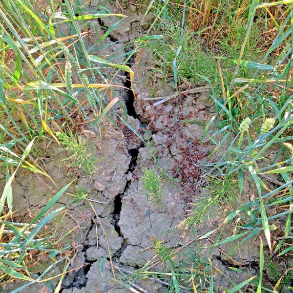 Výrazný projev půdního sucha Výrazný projev půdního sucha