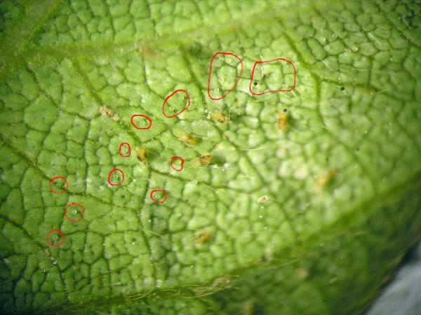 Obr. 7: Svilu&scaron;ka chmelov&aacute; (Tetranychus urticae) je nejv&yacute;znamněj&scaron;&iacute; &scaron;kůdce s&oacute;je u&nbsp;n&aacute;s - na s&oacute;ji se vyskytuje od června až do obdob&iacute; zr&aacute;n&iacute; s&oacute;ji (z&aacute;ř&iacute;); pohybliv&aacute; stadia se nach&aacute;z&iacute; zejm&eacute;na na rubech listů - při zvět&scaron;en&iacute; jsou t&eacute;ž často patrn&aacute; mal&eacute; kor&aacute;lky připom&iacute;naj&iacute;c&iacute; vaj&iacute;čka (červeně ohraničenao)