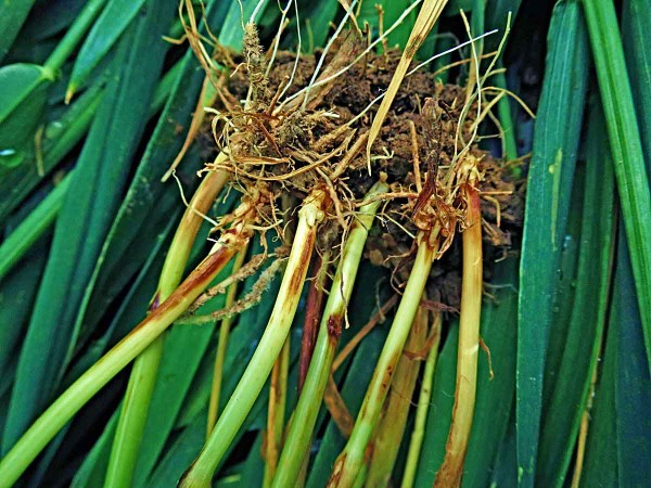 Choroby pat stébel na pšenici Choroby pat stébel na pšenici