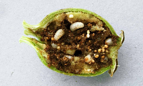 Larvy krytonosce makovicového Larvy krytonosce makovicového