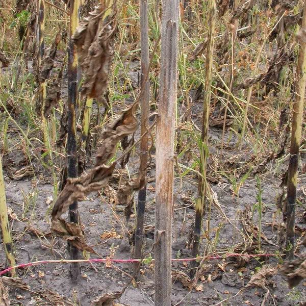 Obr. 3: Nesk&ocirc;r &scaron;kvrny nadob&uacute;daj&uacute; siv&eacute; sfarbenie