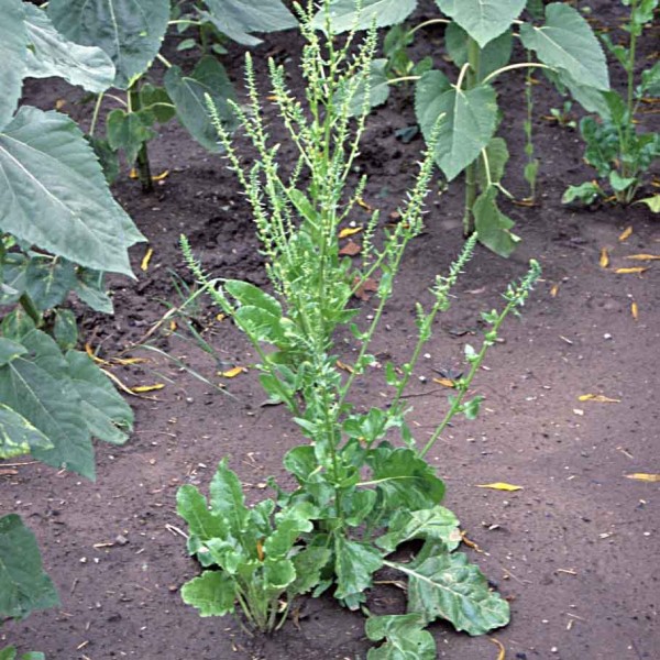 Plevelná řepa v porostu slunečnice Plevelná řepa v porostu slunečnice