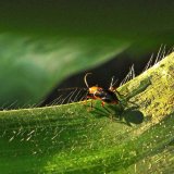 Zhodnocen&iacute; ochrany rostlin na středn&iacute; Moravě za rok 2020