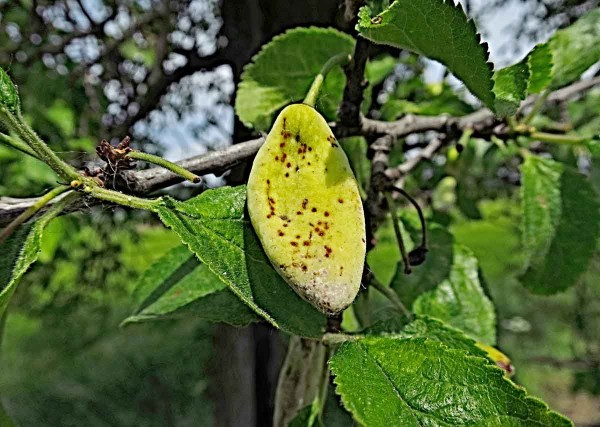 Puchrovitost &scaron;vestky