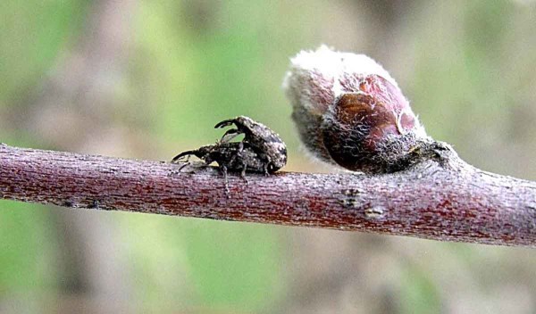 K p&aacute;řen&iacute; květopasů doch&aacute;z&iacute; již na poč&aacute;tku ra&scaron;en&iacute;, zpravidla za slunn&eacute;ho počas&iacute;