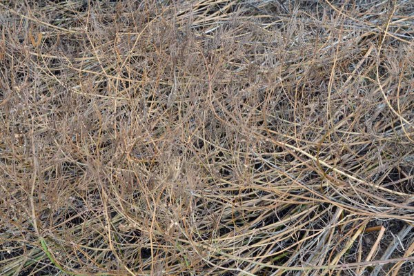 Obr. 1: Čičorka po o&scaron;etřen&iacute; diquatem