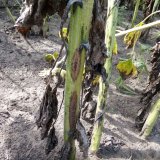 Choroby slunečnice dominuj&iacute;c&iacute; v&nbsp;Česk&eacute; republice v&nbsp;minul&yacute;ch třech letech