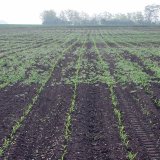 Roundup Flex - n&aacute;skok ve v&yacute;voji glyfos&aacute;tů