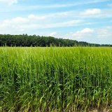 Zkou&scaron;en&iacute; odrůd p&scaron;enice jarn&iacute; a&nbsp;ječmene jarn&iacute;ho pro ekologick&eacute; zemědělstv&iacute;