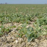 Hnojen&iacute; ozim&eacute; řepky na jaře je důležit&eacute;, ale tak&eacute; celkem složit&eacute;