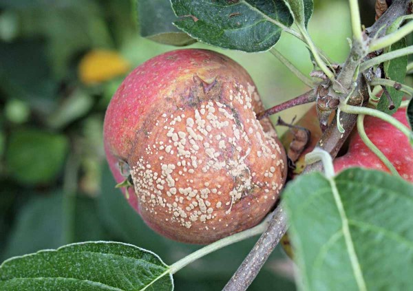 Moniliniová hniloba na odrůdě Julia Moniliniová hniloba na odrůdě Julia