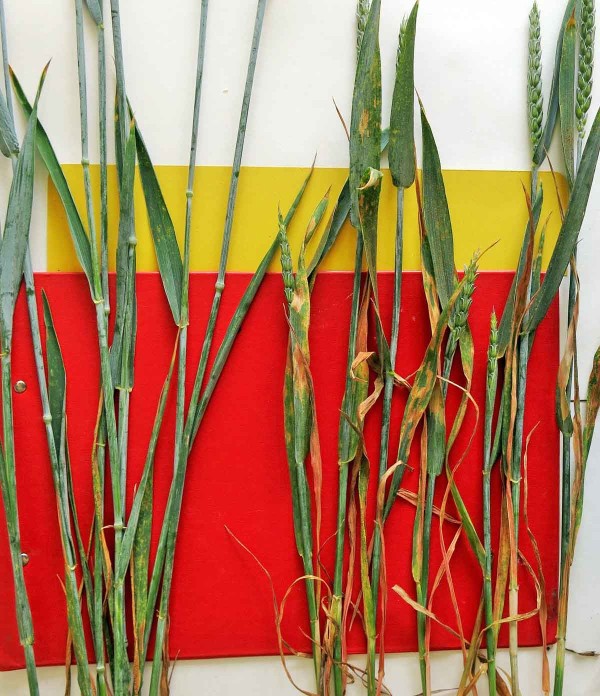 Obr. 9: Vpravo rostliny z regulovaného porostu Obr. 9: Vpravo rostliny z regulovaného porostu