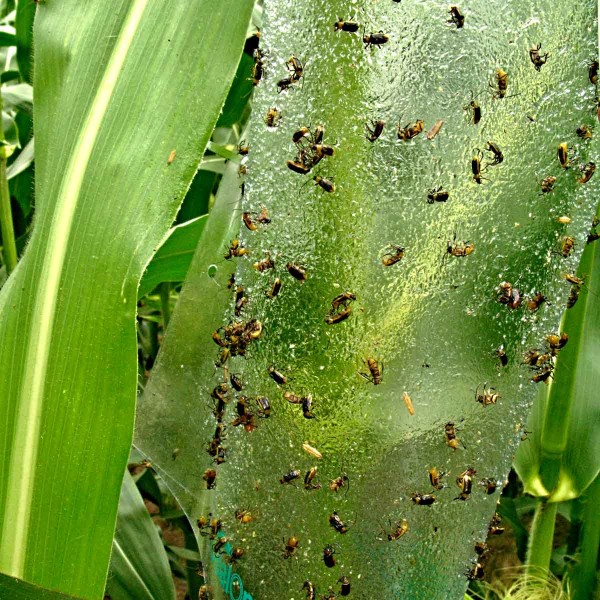 Bázlivec kukuřičný na lapáku Bázlivec kukuřičný na lapáku