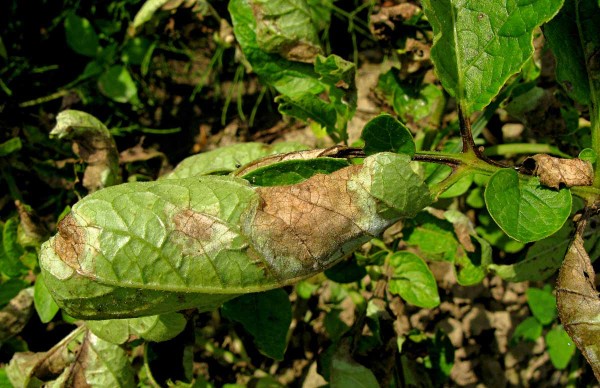 Plíseň bramboru Plíseň bramboru