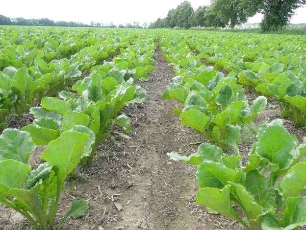 Cukrovka založen&aacute; v&nbsp;p&aacute;sech