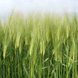 Jistota &uacute;činku regul&aacute;torů růstu - tank mix se sm&aacute;čedlem Gondor