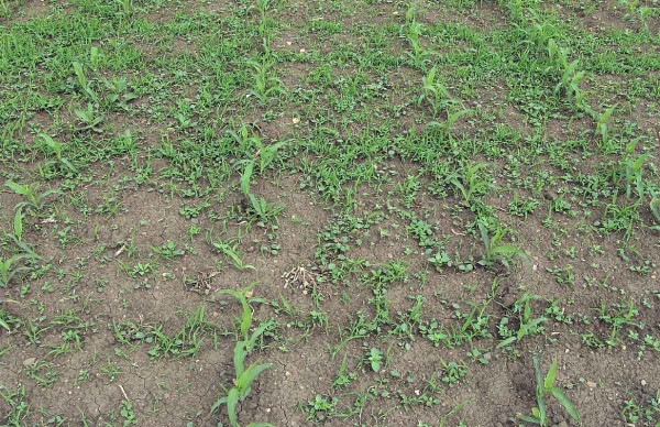 V t&eacute;to růstov&eacute; f&aacute;zi kukuřice je, pro zaji&scaron;těn&iacute; dostatečn&eacute; &uacute;činnosti, již nutn&eacute; použ&iacute;t listov&eacute;, systemicky působ&iacute;c&iacute; herbicidy