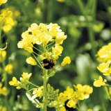 Fungov&aacute;n&iacute; formulovan&yacute;ch listov&yacute;ch hnojiv YaraVita - Suspense nebo chel&aacute;t na list?