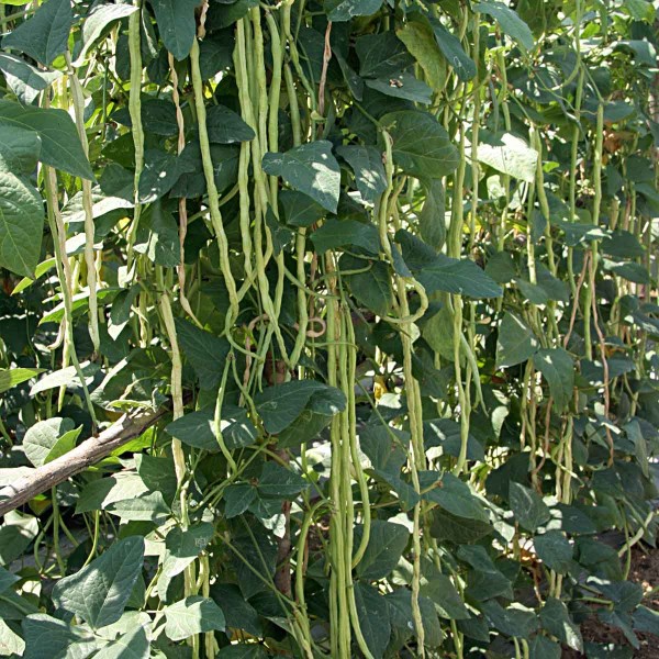 Vigna - zelen&eacute; lusky