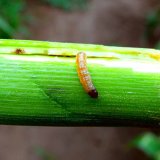 Vliv průběhu počas&iacute; ročn&iacute;ku 2018 na po&scaron;kozen&iacute; porostů kukuřice zav&iacute;ječem kukuřičn&yacute;m