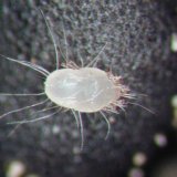 Nechemick&aacute; ochrana skladů a&nbsp;skladovan&yacute;ch substr&aacute;tů před &scaron;kůdci