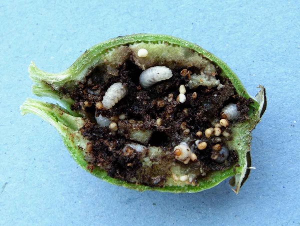 Larvy krytonosce makovicového Larvy krytonosce makovicového