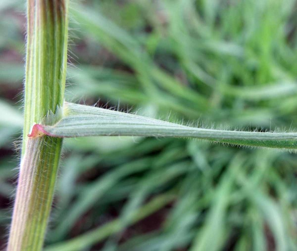 Obr. 5: Ochm&yacute;řen&yacute; povrch listů sveřepu jalov&eacute;ho působ&iacute; jako bari&eacute;ra př&iacute;jmu herbicidů