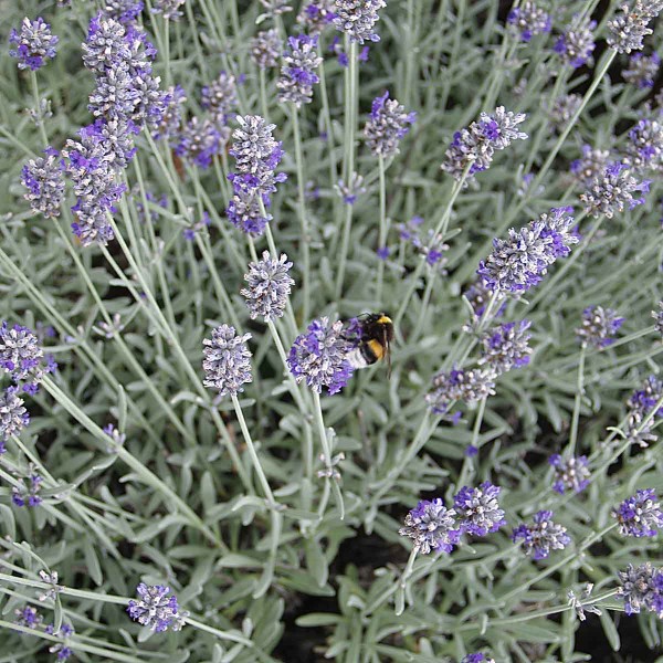 Levandule
