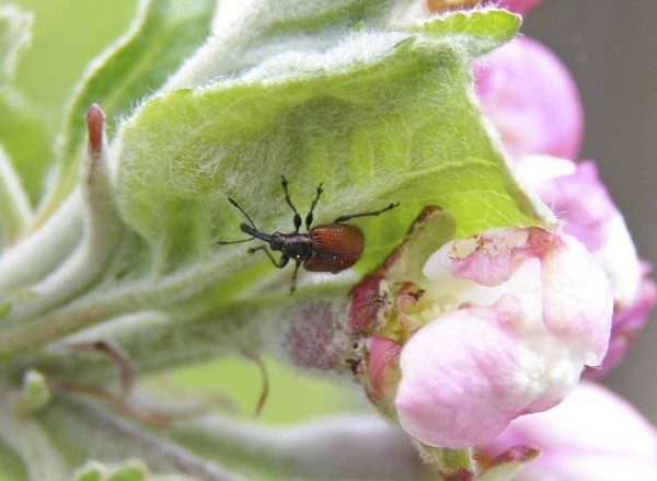 N&aacute;let zobonosek do sadů překlenuje dlouh&eacute; obdo&not;b&iacute; - brouci aktivně působ&iacute; &scaron;kody od my&scaron;&iacute;ho ou&scaron;ka až do BBCH 73&ndash;74