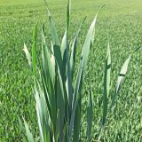 Nabit&eacute; portfolio UPL pro T1 ochranu obilnin