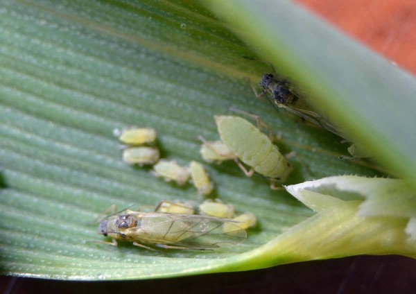 Obr. 5: M&scaron;ice zhoubn&aacute; (Diuraphis noxia)