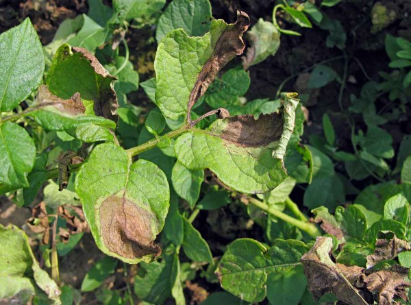 Infekce pl&iacute;sn&iacute; bramboru